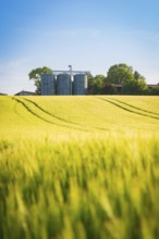 A wide grain field in front of silos and trees under a clear sky in summer, Gechingen, Hecken and