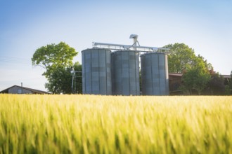 Three tall silos stand behind an extensive grain field under a bright sky, Gechingen, Hecken and