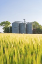 Silos rise behind a sunlit grain field on a clear summer day, Gechingen, Hecken and Gäu region,