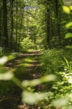 A shady forest path, flooded with sunlight, surrounded by green trees, Gechingen, Hecken und Gäu