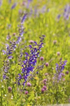 Purple flowers and wildflowers in a sunny meadow, Gechingen, Hecken und Gäu region, district of