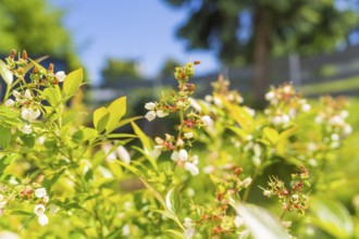 Green plants with white flowers in the sunshine, Gechingen, Hecken und Gäu region, Calw district,