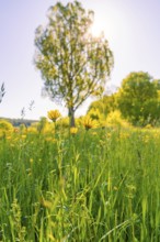 Yellow flowers blooming in the foreground, a tree in the sunlight, Gechingen, Hecken und Gäu