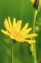 A yellow flower in close-up with a green blurred background, Gechingen, Hecken und Gäu region,