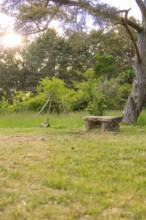 A wooden bench in the evening sun on a green meadow, surrounded by trees, Gechingen, hedges and Gäu