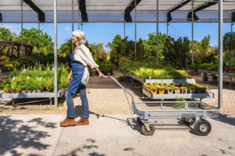 Senior gardener pushing a cart in a plant nursery on a sunny day, surrounded by various plants