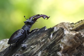 Fascinating stag beetle (Lucanus cervus), insect of the year 2012, June, Saxony, Germany