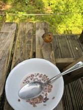 A bird sits next to a bowl of cereal on an outdoor wooden table, camping, Trust, Cornwall, England,