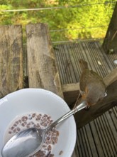A robin sits next to a bowl of cereal on an outdoor wooden table, camping, Trust, Cornwall,