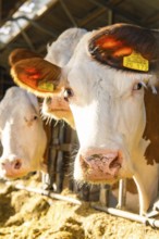 Close-up of cows in the barn in the sunshine, tagged with ear tags