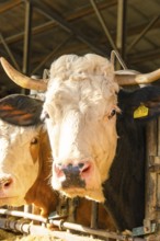 Two cows, one with yellow ear tags, look through the fence
