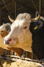 Two cows with horns and sunlight in the barn