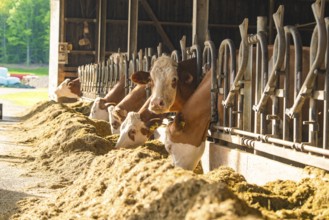 Row of cows in the barn with a view of brightly lit grounds