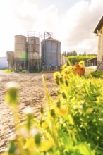Rural scene with grain silos and a field of flowers under a sunny sky