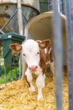 Curious calf in the barn on straw stands in front of the gate