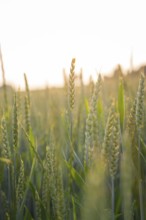 A closer look at wheat stalks in the early morning light, Gechingen, Black Forest, Germany