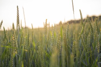 A wheat field radiating peace in the soft morning light, Gechingen, Black Forest, Germany