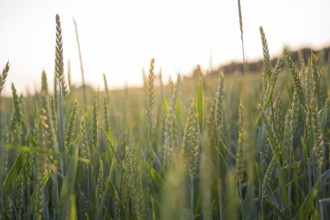 A wheat field with soft sunlight at dawn, Gechingen, Black Forest, Germany