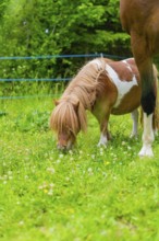 Pony with brown and white spots eating grass in a flowering meadow, Gechingen, Black Forest,