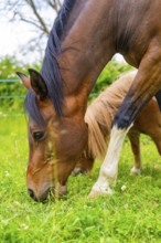 Horse and pony grazing together on a green meadow on a sunny day, Gechingen, Black Forest, Germany