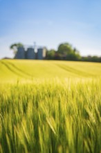 A flowering grass field under a clear blue sky, Gechingen, Black Forest, Germany