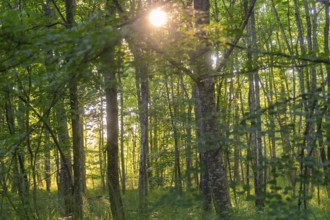 Sunlight floods a quiet, green forest, Gechingen, Black Forest, Germany