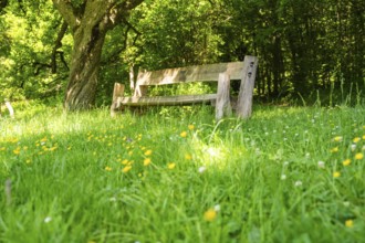 Wooden bench in a blooming meadow, surrounded by trees and flowers, Gechingen, Black Forest,