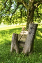 Rustic wooden bench under a tree provides shade on a green meadow, Gechingen, Black Forest, Germany