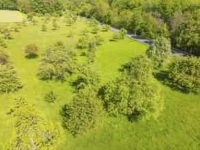 Green meadow with trees along a road in the countryside, orchards, compensation project for Hermann