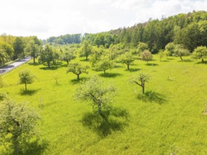 Sunny orchard with flowering trees in fresh green, orchards, compensation project for Hermann Hesse