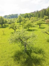 Flowering fruit trees on a green meadow in sunny weather, orchards, compensation project for