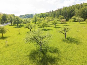 Green orchard with several flowering trees in spring, orchards, compensation project for Hermann