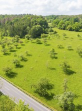 Sunny meadow with flowering trees and forest in the background, orchards, compensation project for