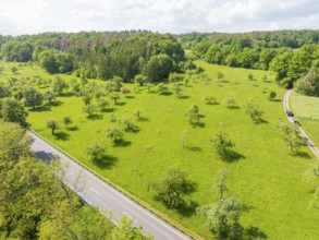 Green landscape with trees next to a road in spring, orchards, compensation project for Hermann