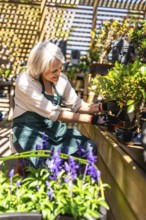 Happy gardener pruning a bonsai tree in a sunlit greenhouse, surrounded by vibrant plants and