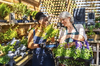 Two female garden center workers taking care of a bonsai tree and other plants in a sunny