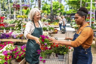 Senior florist helping young customer choosing blooming flowers in garden center, pushing a