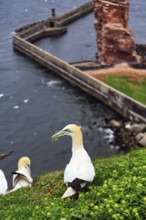 Northern gannet (Morus bassanus) with nesting material in its beak, bird cliffs, Heligoland Island,