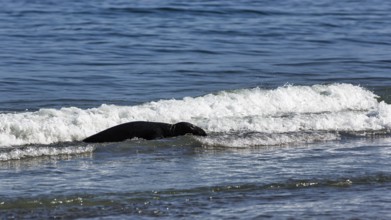 Grey seal (Halichoerus grypus) swimming, surf, Helgoland dune, Helgoland Island,
