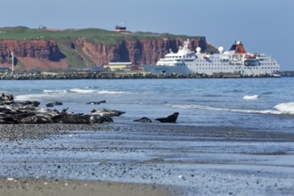 Grey seals (Halichoerus grypus) lying on the beach of the Heligoland dune, cruise ship in front of