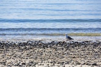 Single seagull on the beach of the Helgoländer Düne, Helgoland, North Sea, Schleswig-Holstein,