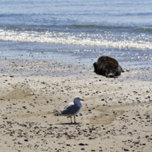 Seagull and grey seal (Halichoerus grypus) on the beach, Heligoland, North Sea, Schleswig-Holstein,