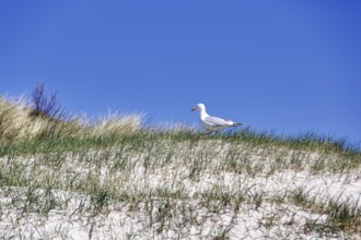Single seagull on a dune, blue sky, Heligoland Island, Schleswig-Holstein, Germany