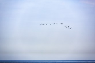 Flock of birds over the sea, halo in the sky, bird cliffs, Heligoland Island, Schleswig-Holstein,