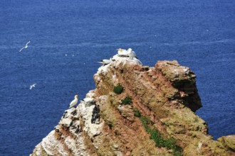 Northern gannets (Morus bassanus) and common guillemots (uria aalge) on bird cliffs, Heligoland
