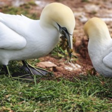 Northern gannet (Morus bassanus), pair building a nest, bird cliffs, Heligoland Island,