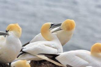Gannet (Morus bassanus), pair courtship display, bird cliffs, Heligoland Island,