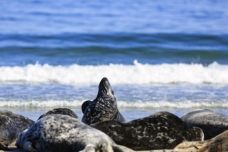 Grey seals (Halichoerus grypus) lying on the beach, dune, Helgoland Island, North Sea,