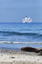 Grey seals (Halichoerus grypus) lying on the beach, cruise ship on the horizon, dune, Heligoland
