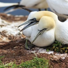 Northern gannet (Morus bassanus) defending attack on nest, bird cliffs, Heligoland Island,